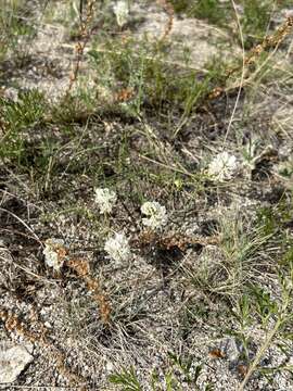 Image of Astragalus versicolor Pall.