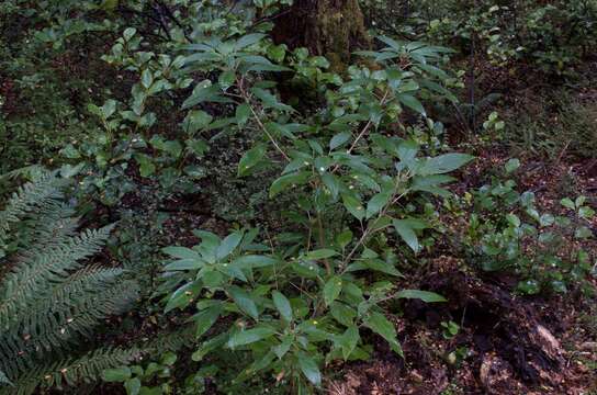 Imagem de Fuchsia excorticata (J. R. & G. Forst.) L. fil.