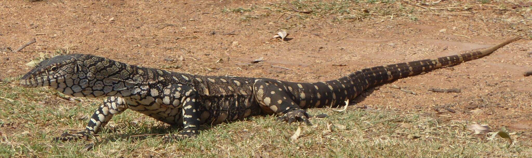 Image of Perentie