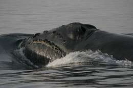 Image of North Pacific Right Whale