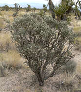 Image de Cylindropuntia ramosissima (Engelm.) F. M. Knuth