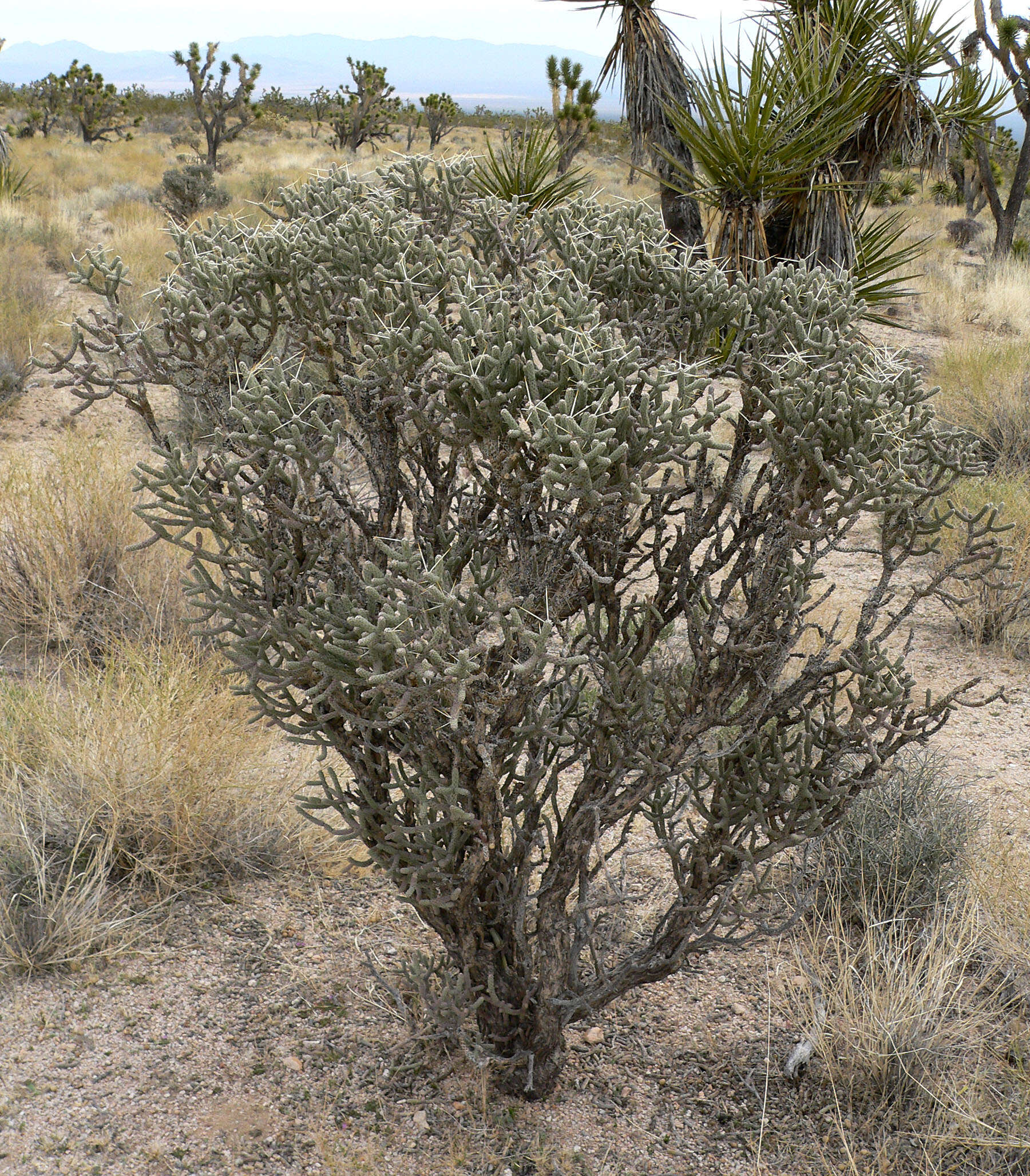 Imagem de Cylindropuntia ramosissima (Engelm.) F. M. Knuth