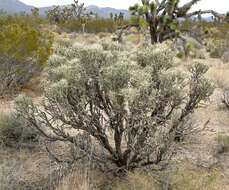 Imagem de Cylindropuntia ramosissima (Engelm.) F. M. Knuth