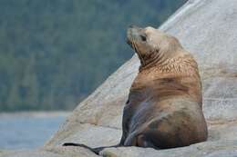 Image of northerns sea lions