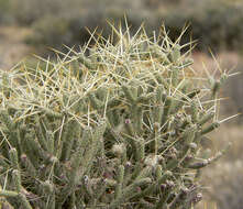 Imagem de Cylindropuntia ramosissima (Engelm.) F. M. Knuth