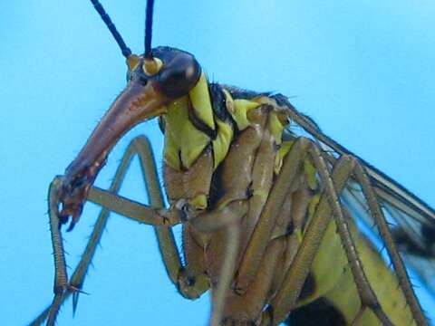 Image of Common scorpionfly