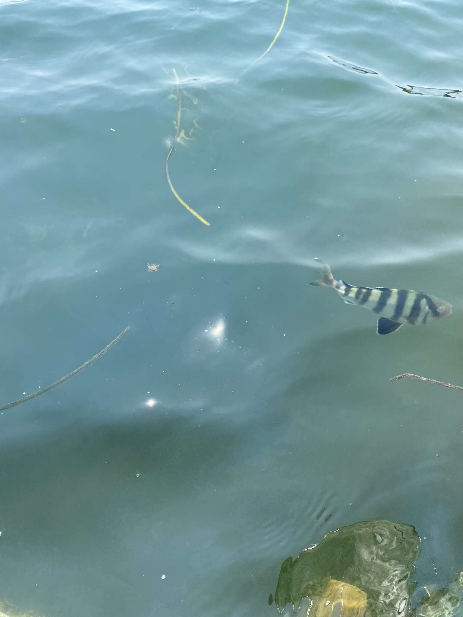 Image of Banded Rudderfish