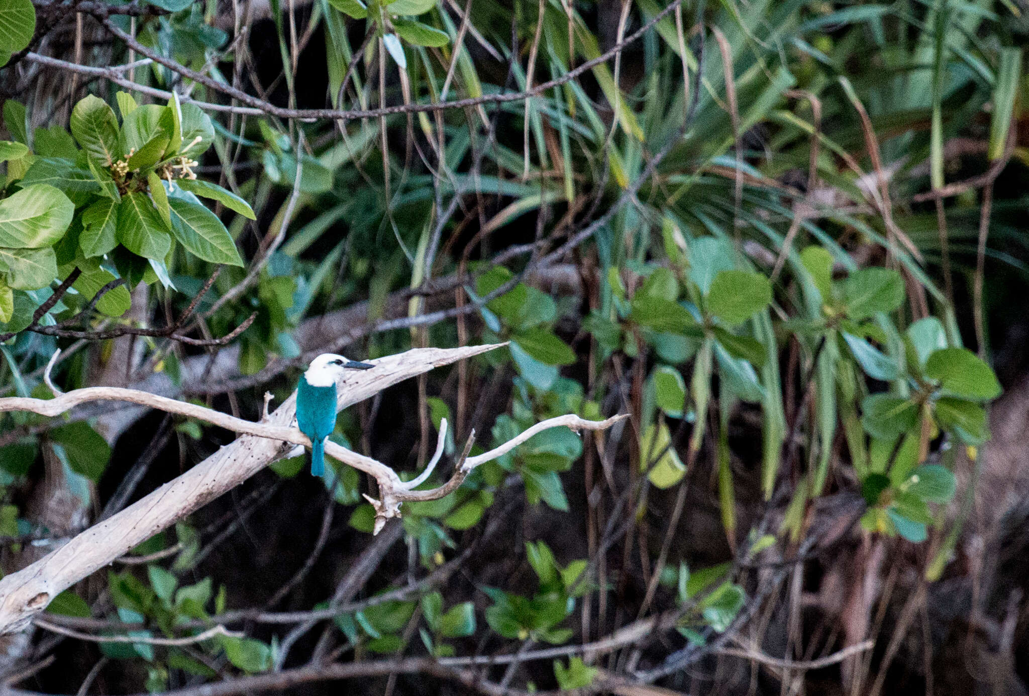 Image of Beach Kingfisher