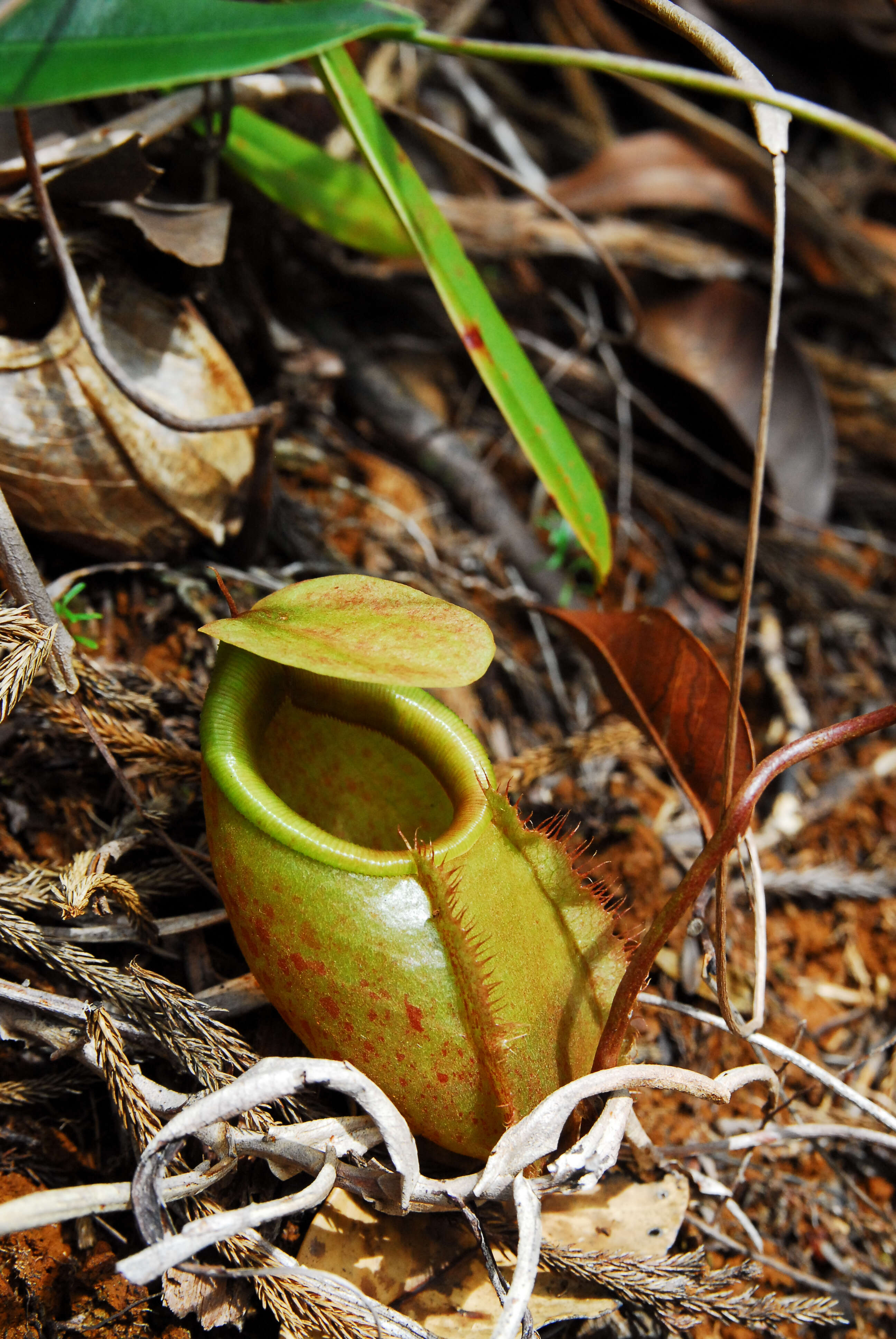 Слика од Nepenthes bellii K. Kondo