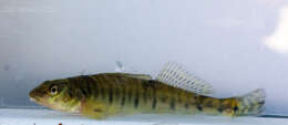 Image of Logperch