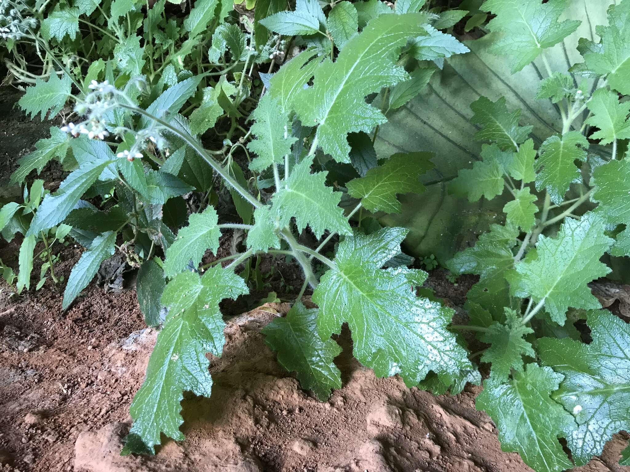 Image of Aosa rupestris (Gardner) Weigend