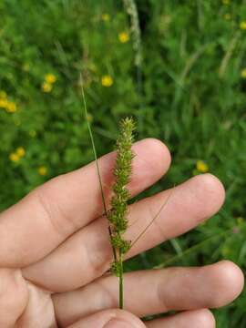 Image of Carex laevissima Nakai