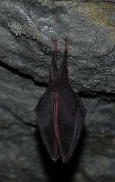 Image of Lesser Horseshoe Bat