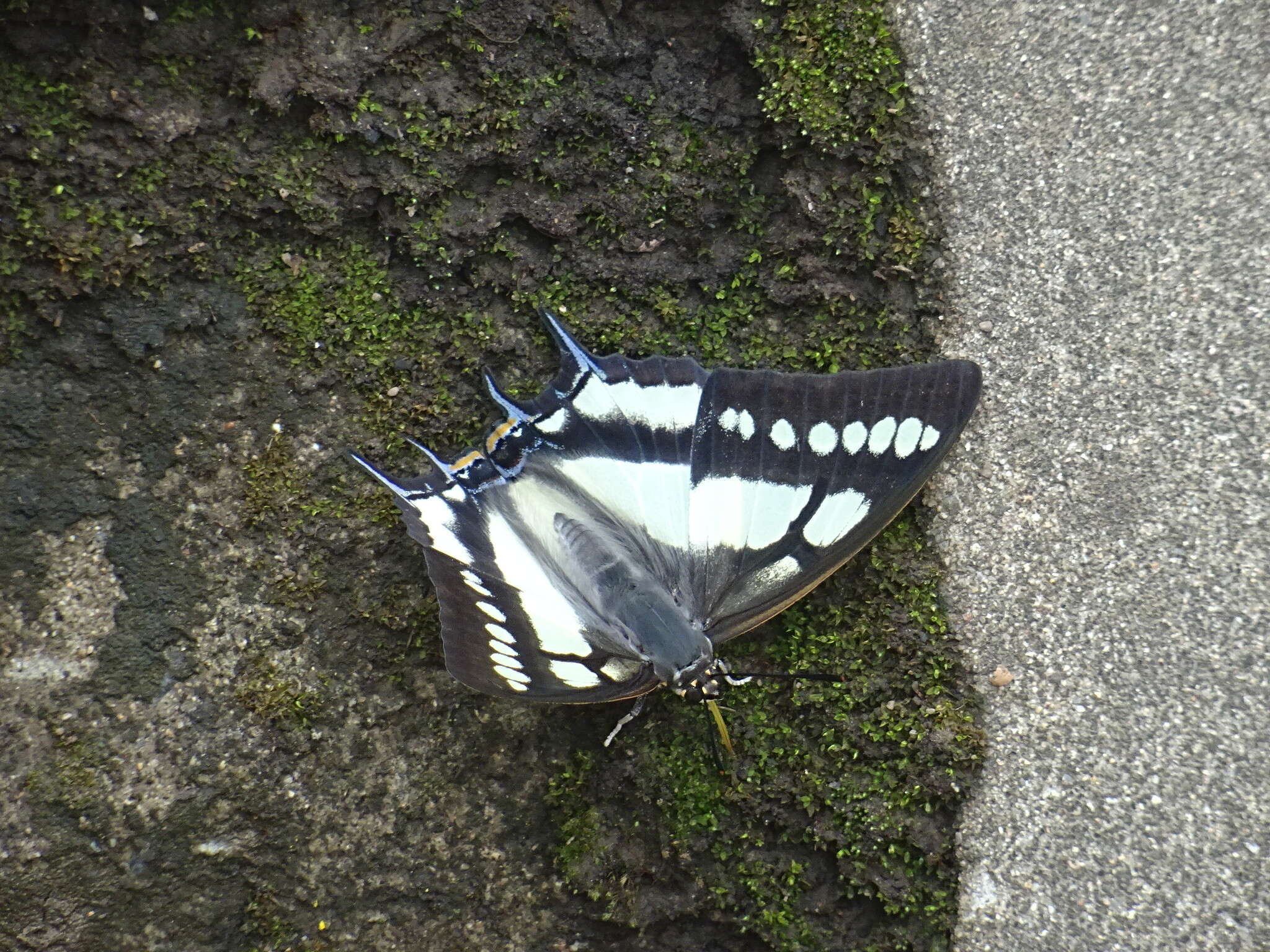 Image of Polyura narcaeus Hewitson 1854