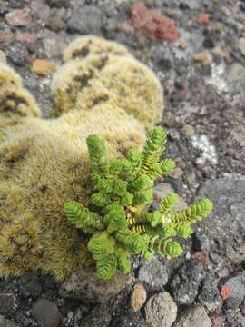 Image of Pimelea prostrata var. alpina Cheesem.