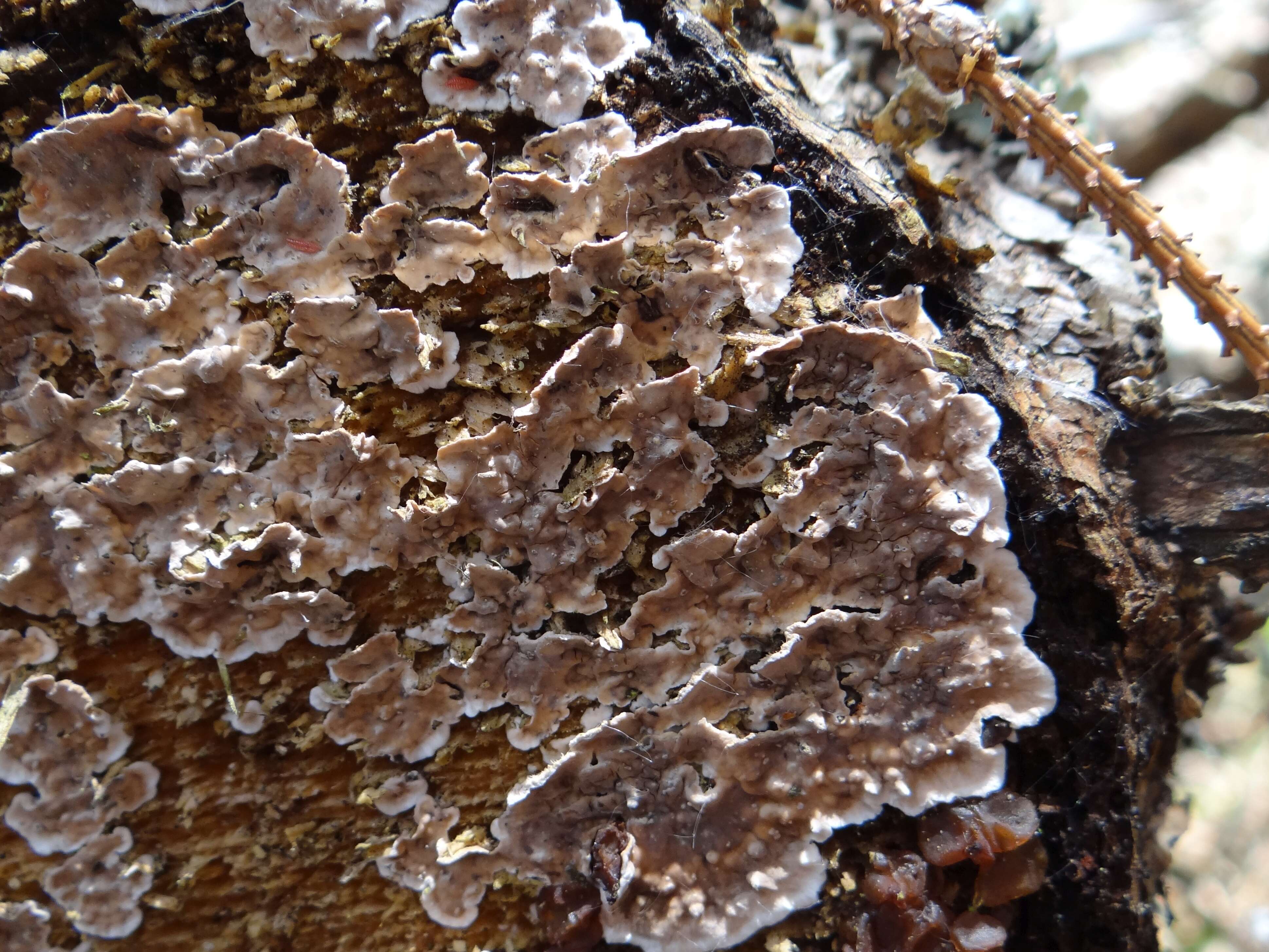 Image of White rot fungus