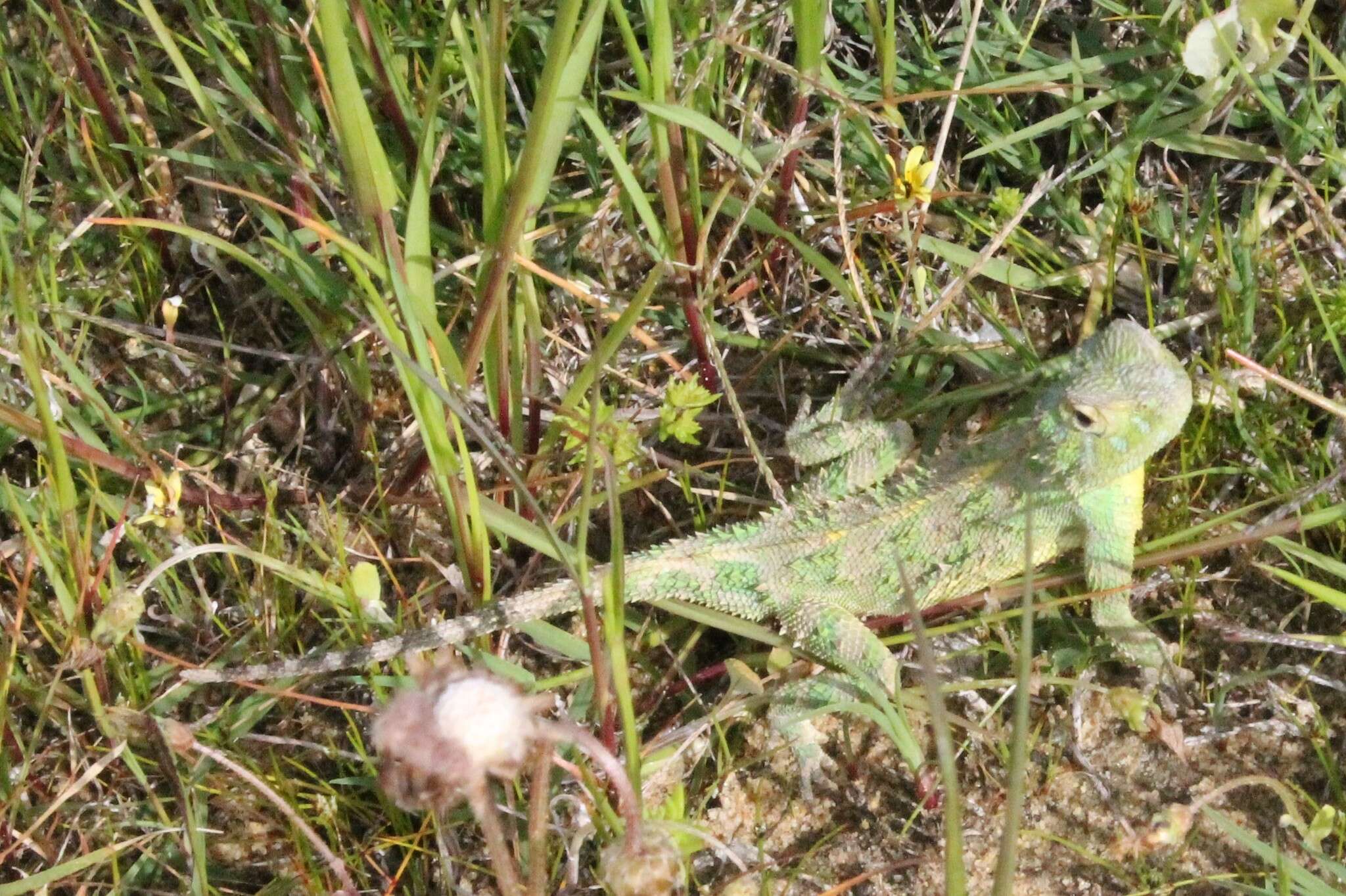 Image of Common Spiny Agama