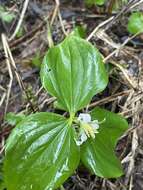 Image of Oettinger's trillium