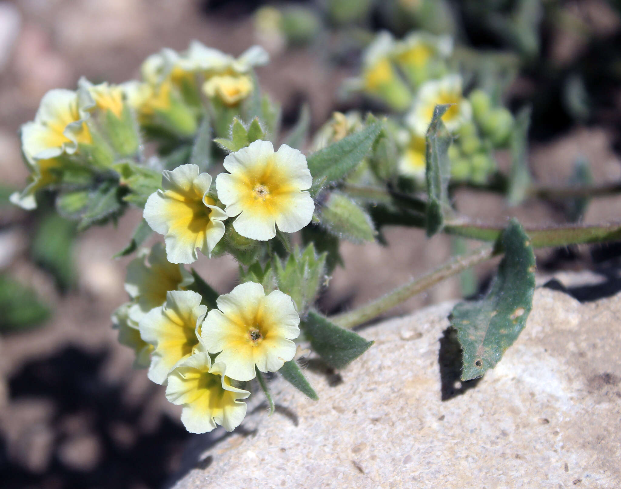 Image of Nonea alpestris (Stev.) G. Don fil.