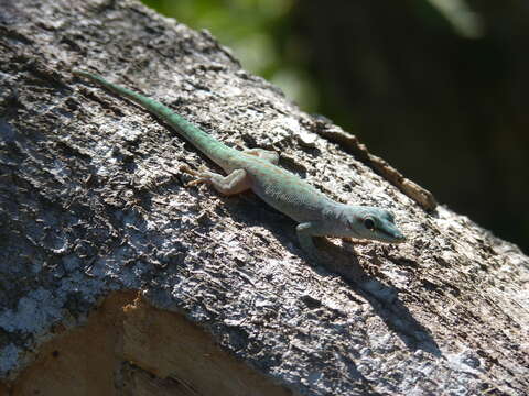 Image of Phelsuma abbotti chekei (Börner & Minuth 1984)