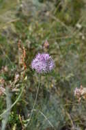 Allium pallasii Murray resmi