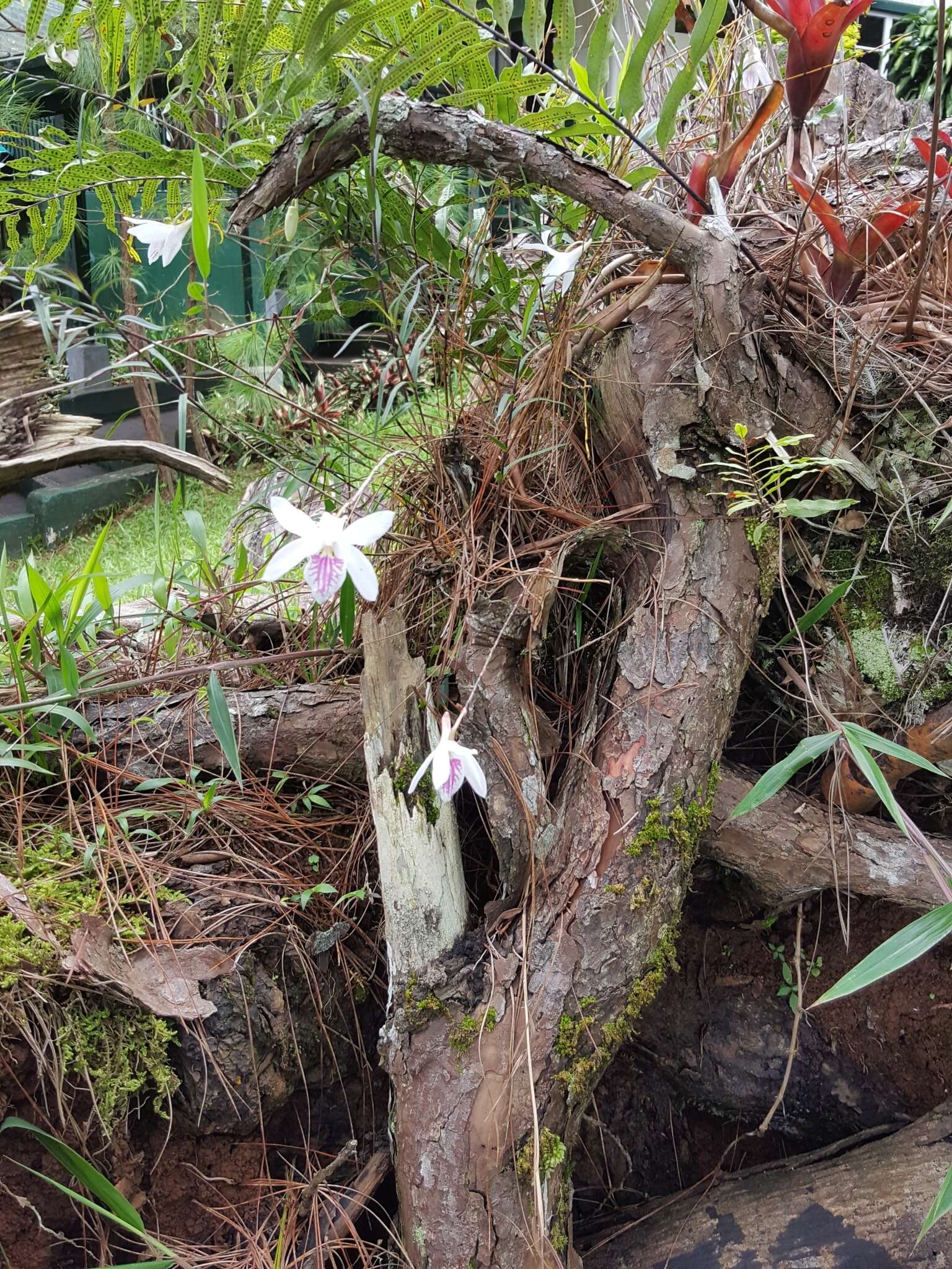 Plancia ëd Dendrobium papilio Loher