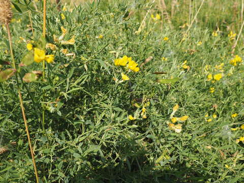 Слика од Lathyrus pratensis L.