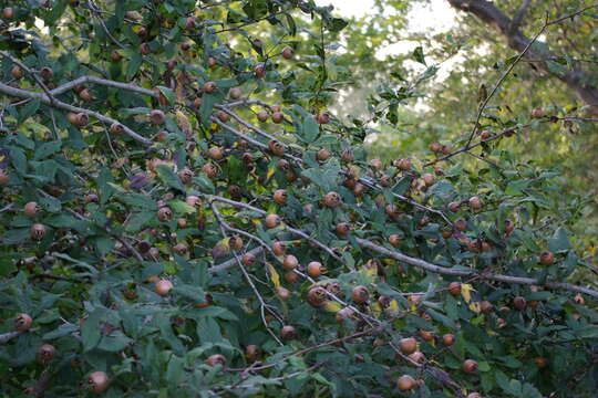 Image of Medlar