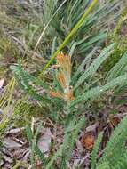 Image of Banksia formosa (R. Br.) A. R. Mast & K. R. Thiele
