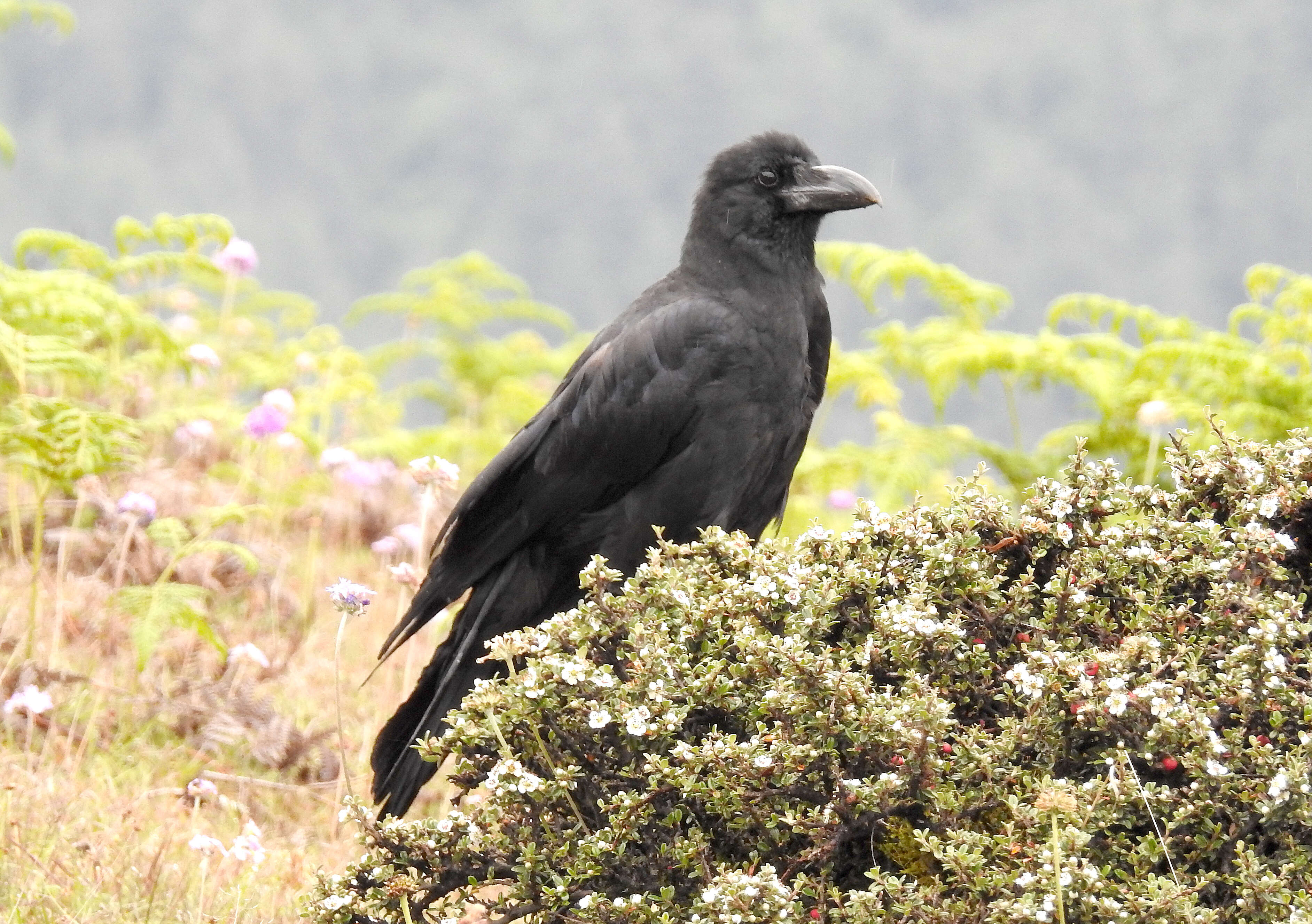 Imagem de Corvus macrorhynchos Wagler 1827