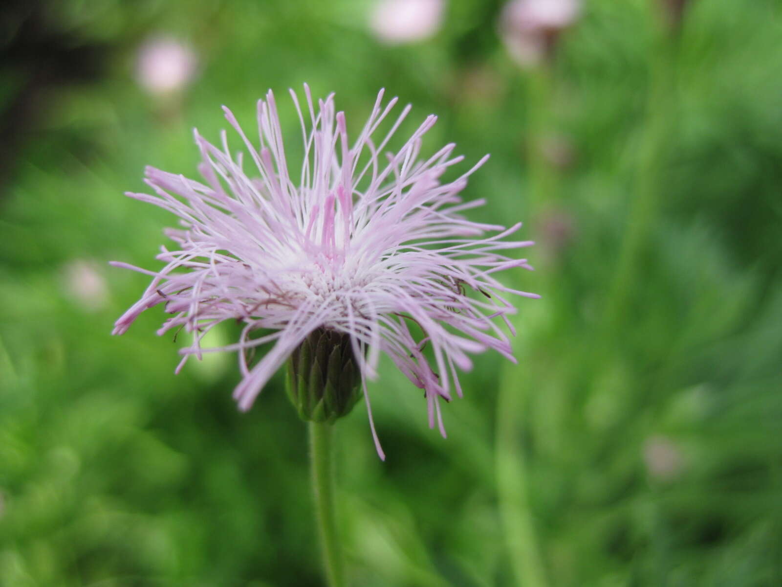 Hofmeisteria schaffneri (A. Gray) R. King & H. Rob.的圖片