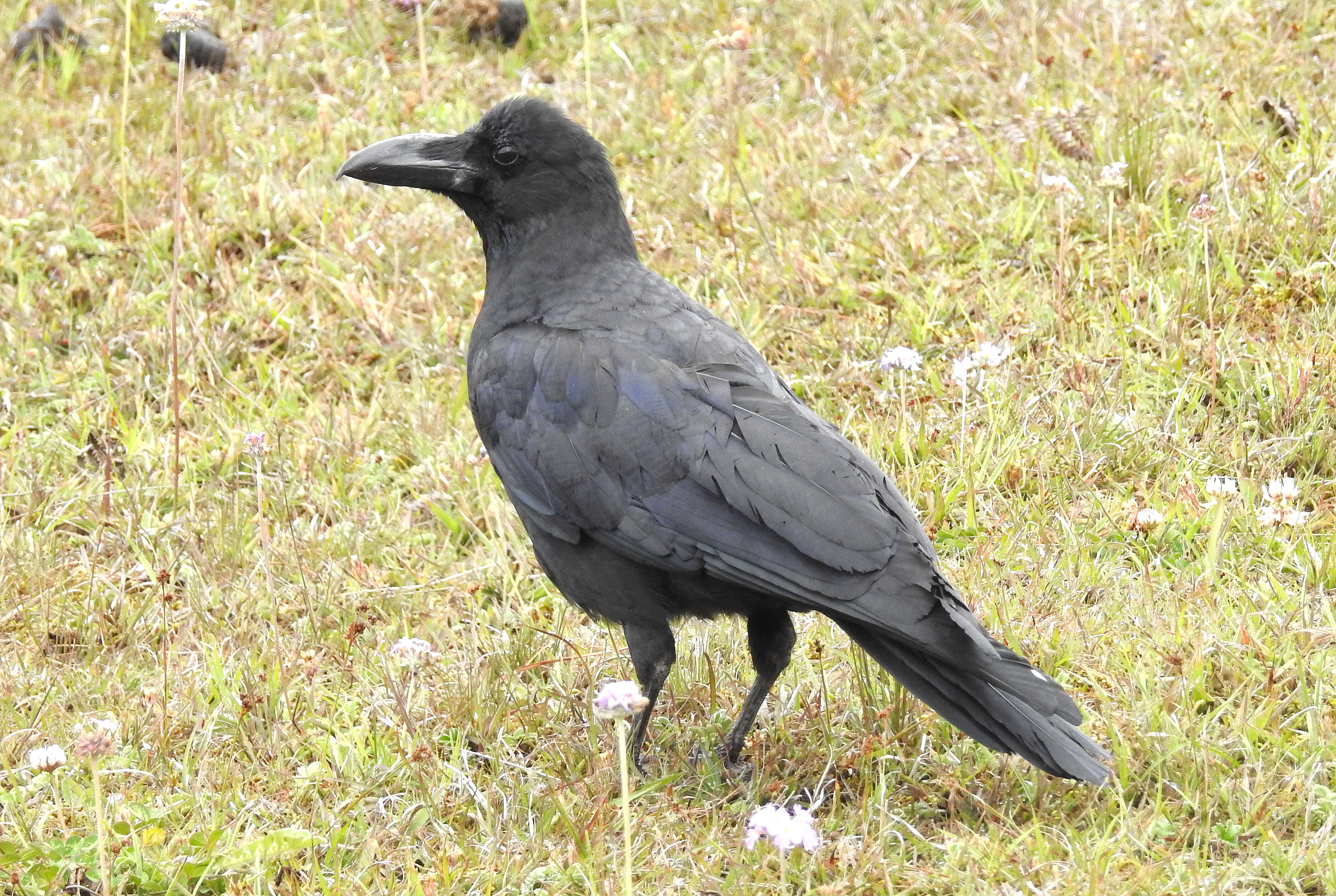 Слика од Corvus macrorhynchos Wagler 1827