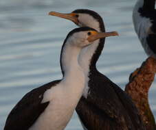 Image of Australian Pied Cormorant