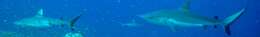 Image of Gray Reef Shark