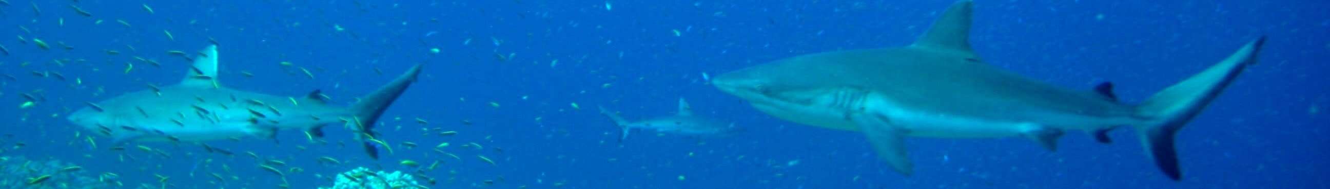 Image of Gray Reef Shark