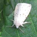 Image of Spilosoma punctaria Stoll 1782