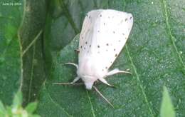 Image of Spilosoma punctaria Stoll 1782