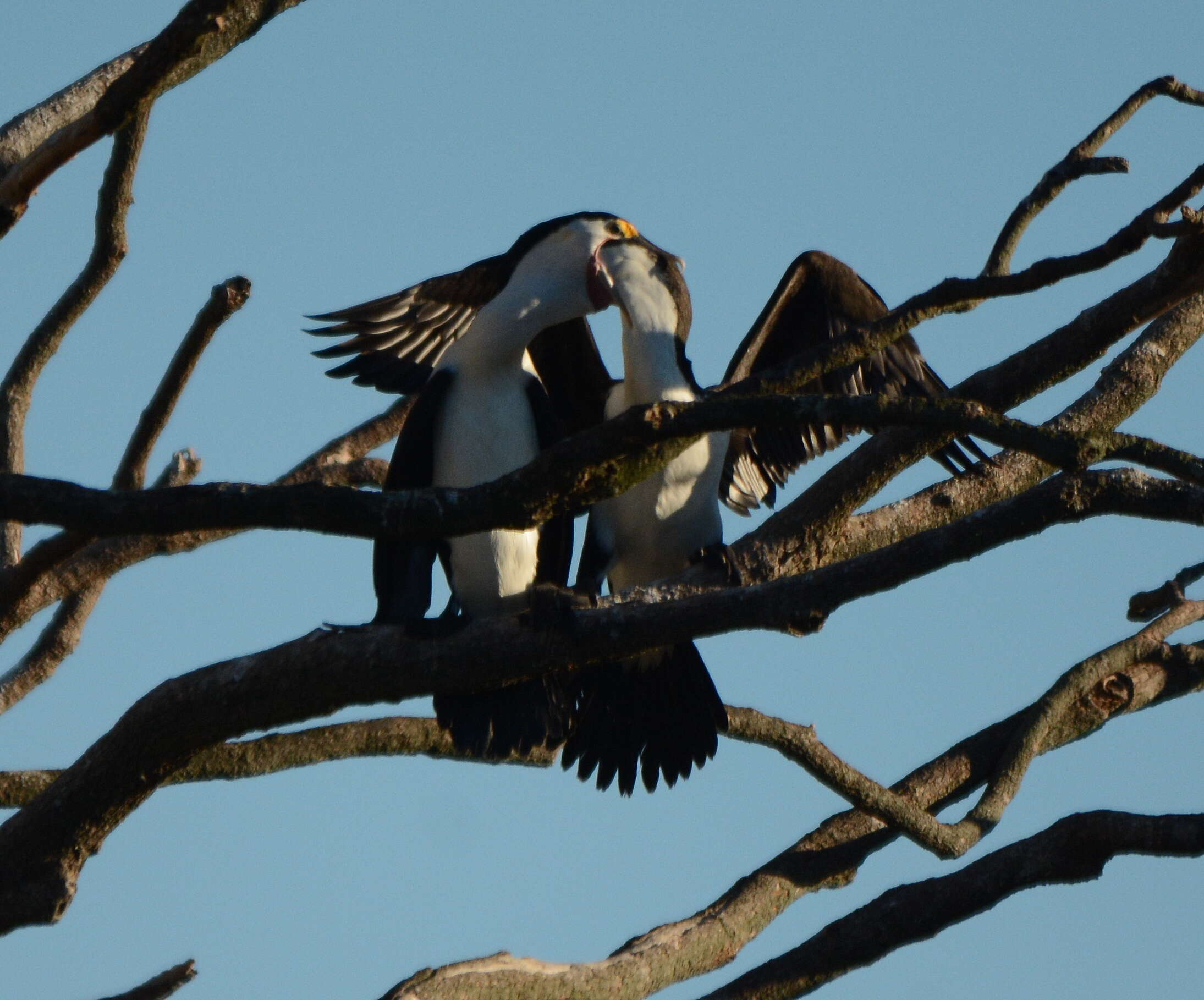 Image of Australian Pied Cormorant