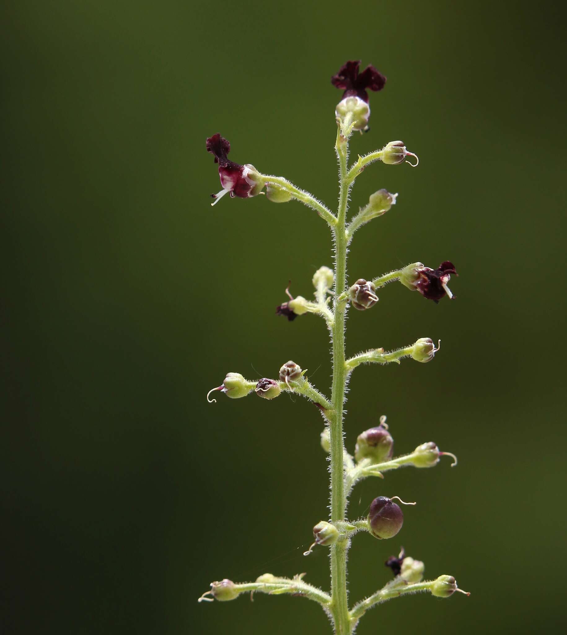 Scrophularia canina subsp. hoppii (Koch) P. Fourn. resmi