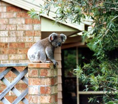 Image of koalas