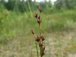 Слика од Cladium mariscoides (Muhl.) Torr.