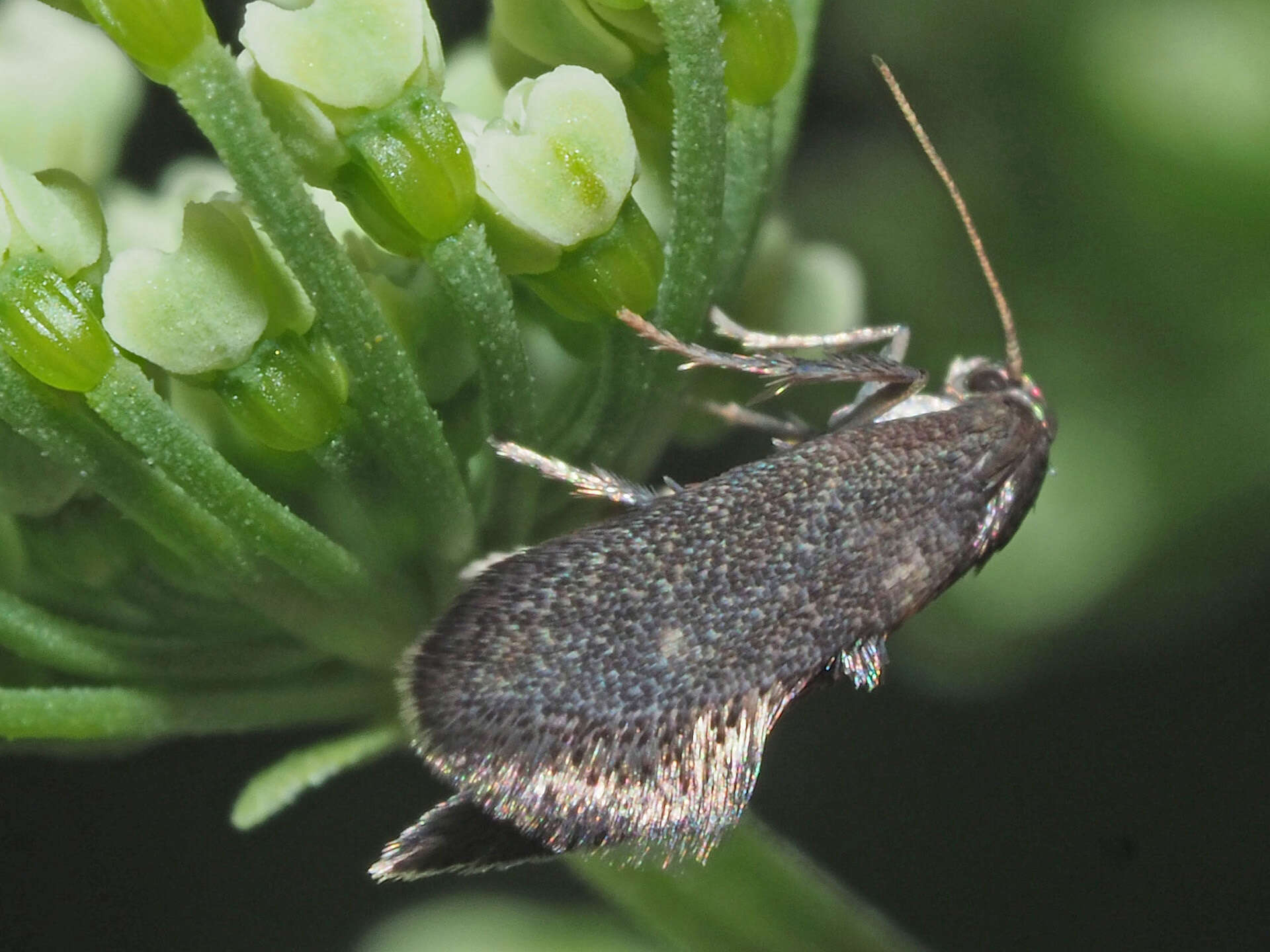 Image of Phaulernis dentella Zeller 1839