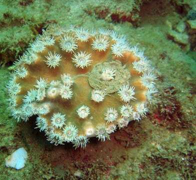 Image of Bowl coral