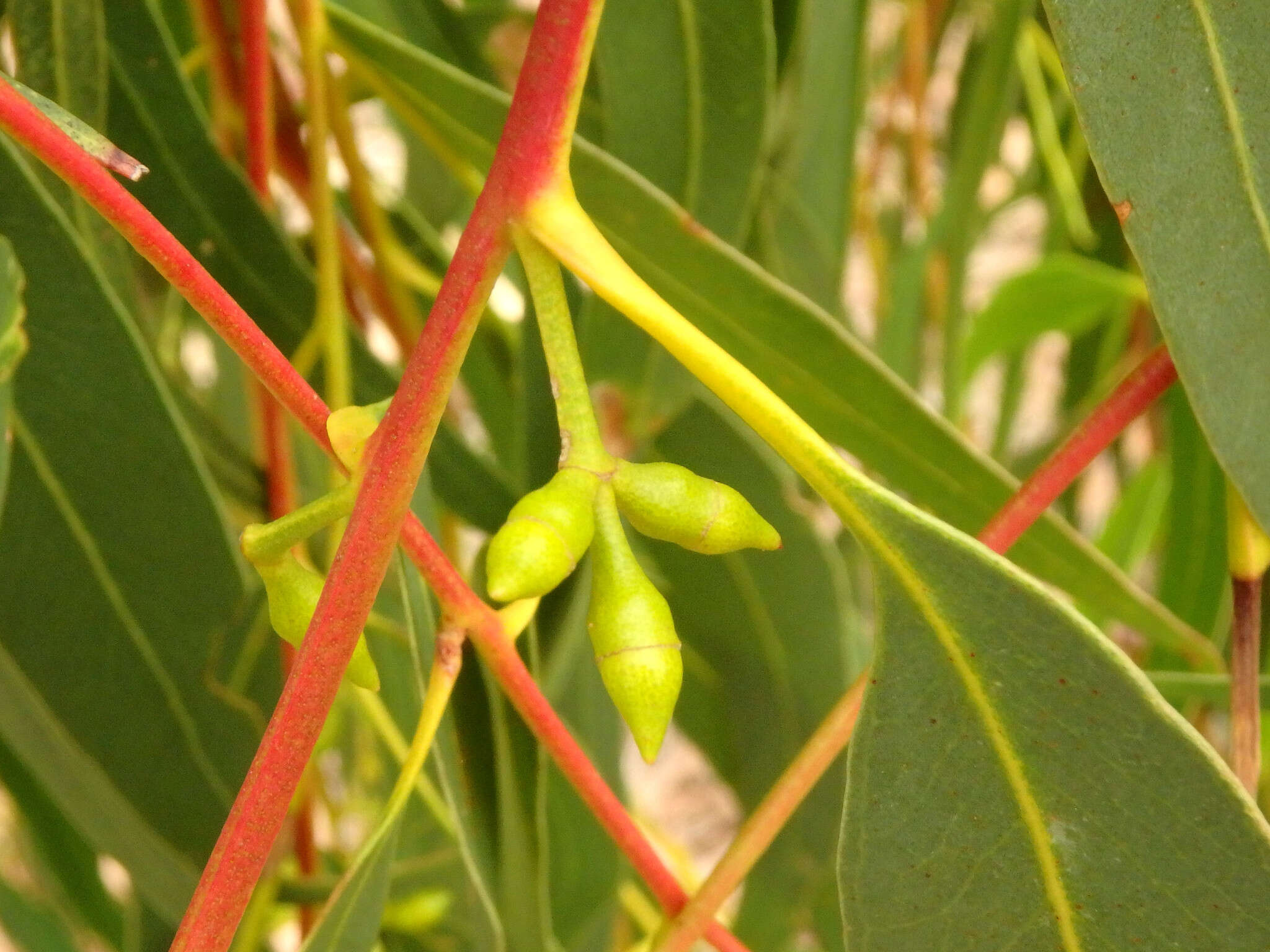 Image of Eucalyptus viminalis subsp. viminalis