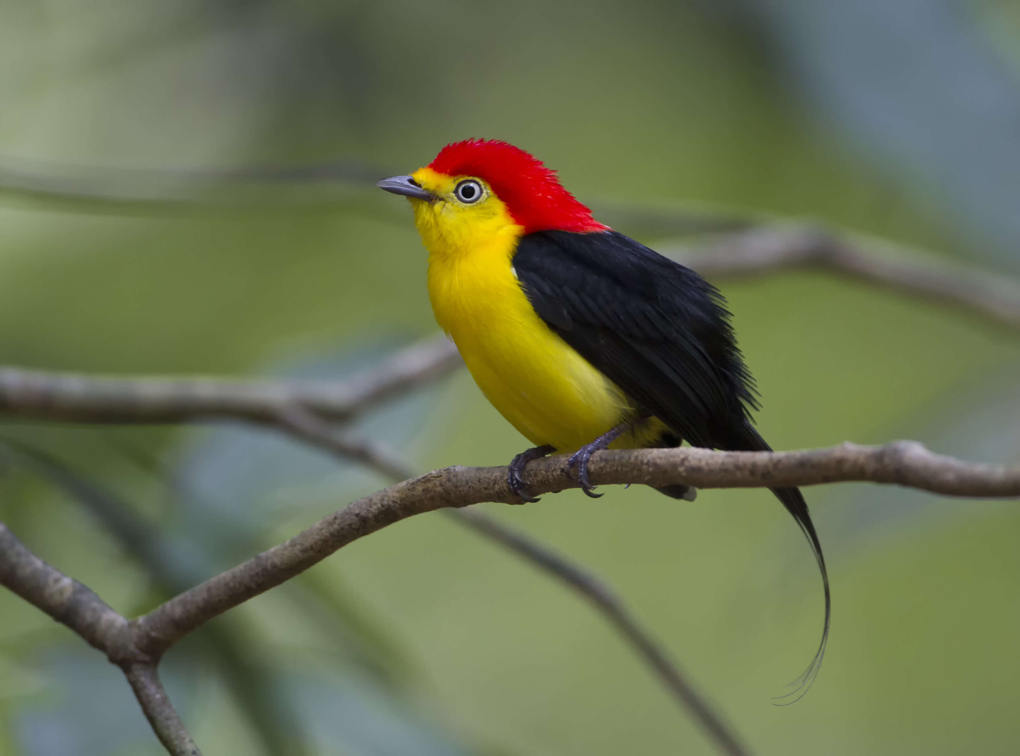 Image of Wire-tailed Manakin