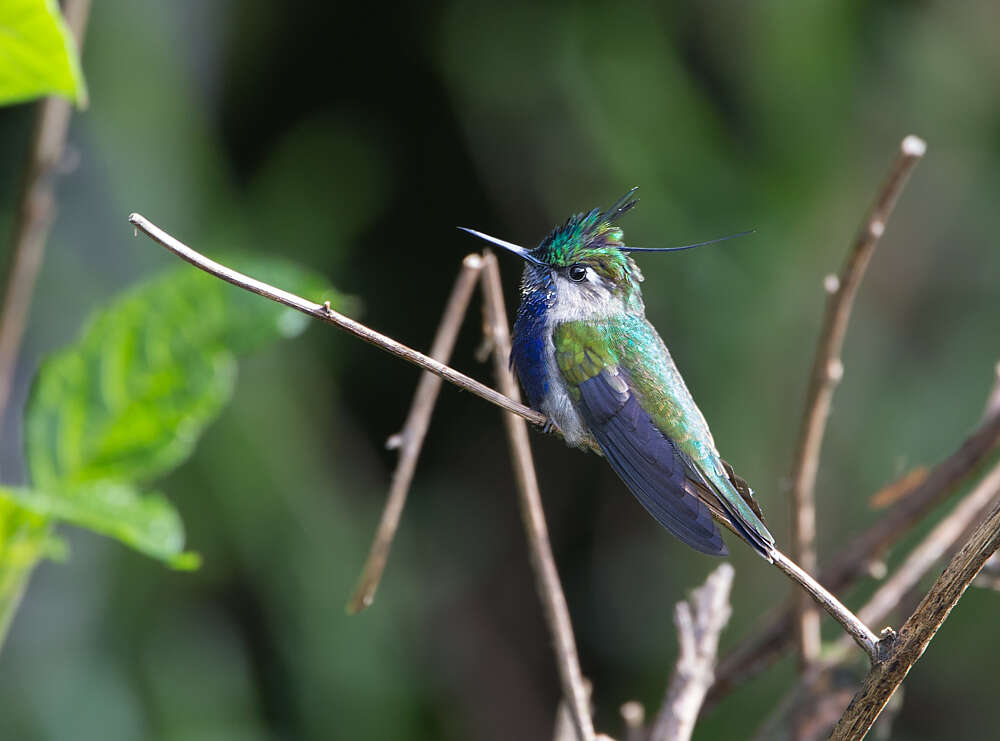 Image of Black-breasted Plovercrest