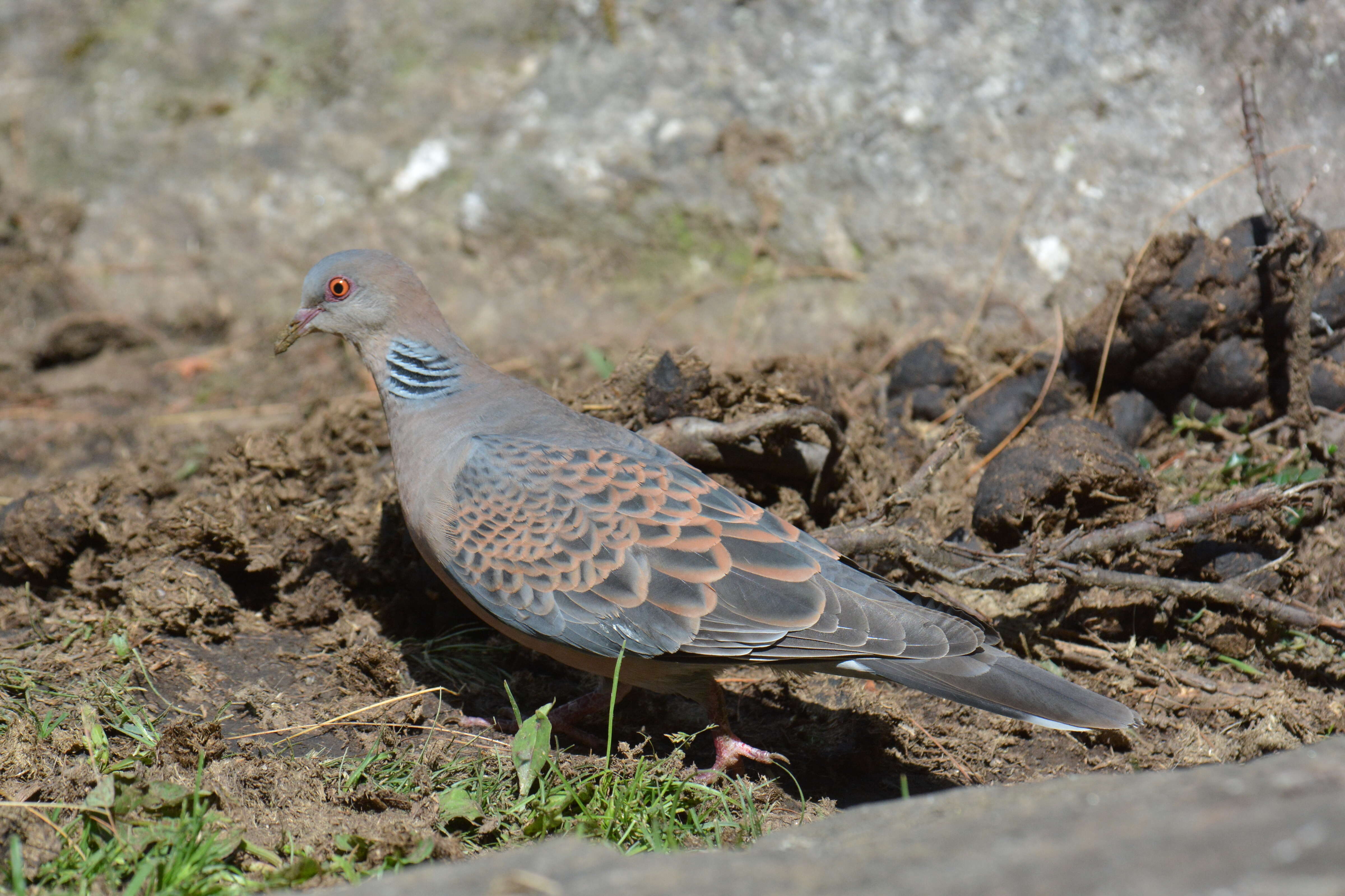 Image of Oriental Turtle Dove