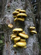 Image of Pholiota aurivella (Batsch) P. Kumm. 1871