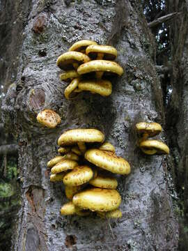 Image of Pholiota aurivella (Batsch) P. Kumm. 1871