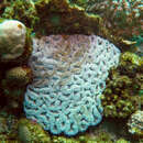 Image of Lobophyllia erythraea (Klunzinger 1879)